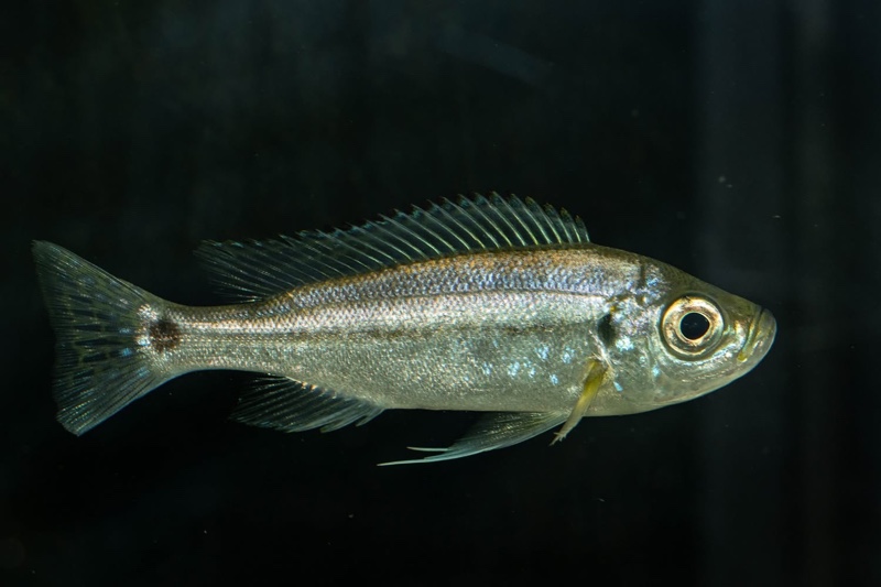 Haplotaxodon trifasciatus 'Izinga'